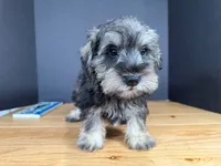 AKCM6-7, a male Miniature Schnauzer for sale in Oxnard, CA – Photo 3 of 8