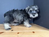 AKCM6-7, a male Miniature Schnauzer for sale in Oxnard, CA – Photo 8 of 8