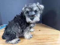 AKCM6-7, a male Miniature Schnauzer for sale in Oxnard, CA – Photo 4 of 8
