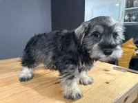 AKCM6-7, a male Miniature Schnauzer for sale in Oxnard, CA – Photo 6 of 8