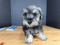 AKCM6-7, a male Miniature Schnauzer for sale in Oxnard, CA – Photo 1 of 8