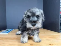 AKCM6-7, a male Miniature Schnauzer for sale in Oxnard, CA – Photo 2 of 8