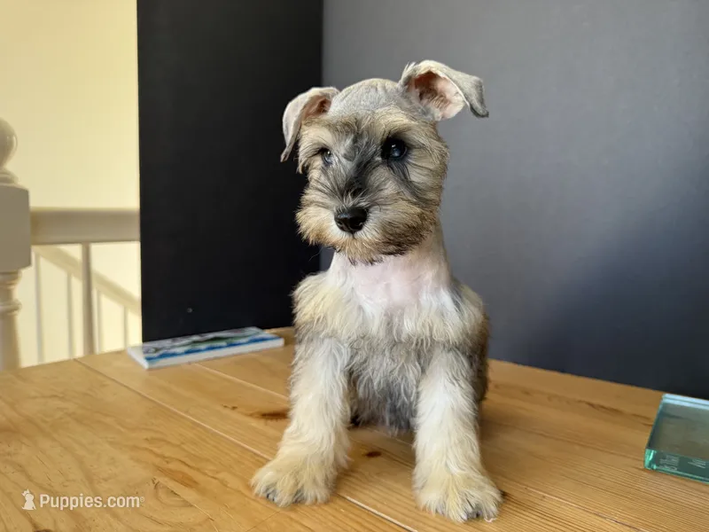 AKCM2-2 – Miniature Schnauzer puppy for sale in Oxnard, CA