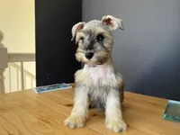 AKCM2-2, a female Miniature Schnauzer for sale in Oxnard, CA – 1 of 6