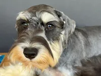 AKCM1-1, a female Miniature Schnauzer for sale in Oxnard, CA – 8 of 8