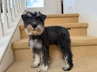 AKCM1-3, a male Miniature Schnauzer for sale in Oxnard, CA – 3 of 8