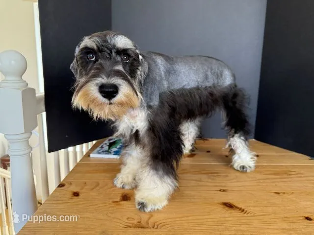 AKCM1-1 – Miniature Schnauzer puppy for sale in Oxnard, CA