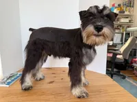 AKCM1-3, a male Miniature Schnauzer for sale in Oxnard, CA – 4 of 8