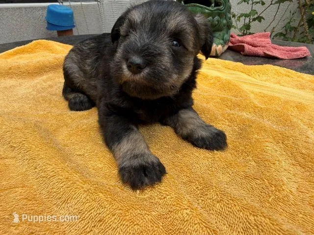 AKCM2-4, a male Miniature Schnauzer for sale in Oxnard, CA – 1 of 8
