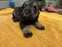 AKCM2-4, a male Miniature Schnauzer for sale in Oxnard, CA – 1 of 8