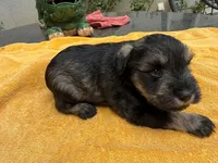 AKCM2-4, a male Miniature Schnauzer for sale in Oxnard, CA – 4 of 8