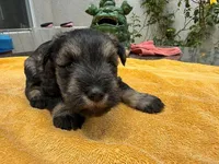 AKCM2-4, a male Miniature Schnauzer for sale in Oxnard, CA – 5 of 8