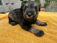 AKCM2-4, a male Miniature Schnauzer for sale in Oxnard, CA – 2 of 8