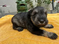 AKCM2-4, a male Miniature Schnauzer for sale in Oxnard, CA – 3 of 8