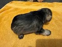 AKCM2-4, a male Miniature Schnauzer for sale in Oxnard, CA – 7 of 8