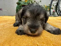 AKCM2-4, a male Miniature Schnauzer for sale in Oxnard, CA – 8 of 8