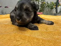AKCM2-4, a male Miniature Schnauzer for sale in Oxnard, CA – 6 of 8