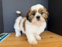 AKCS3-5, a male Shih Tzu for sale in Oxnard, CA – 8 of 8