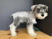 AKCM2-5, a male Miniature Schnauzer for sale in Oxnard, CA – 6 of 6