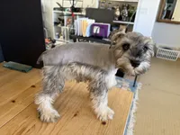 AKCM2-2, a female Miniature Schnauzer for sale in Oxnard, CA – 4 of 6