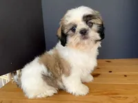 AKCS3-3, a male Shih Tzu for sale in Oxnard, CA – 5 of 8