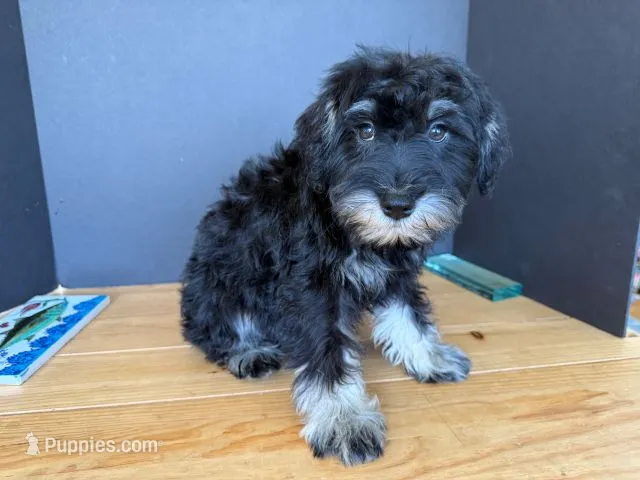 AKCM1-3 – Miniature Schnauzer puppy for sale in Oxnard, CA