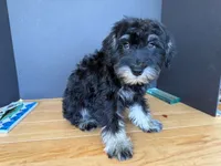 AKCM1-3, a male Miniature Schnauzer for sale in Oxnard, CA – 1 of 6
