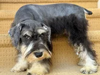 AKCM1-1, a female Miniature Schnauzer for sale in Oxnard, CA – 6 of 8