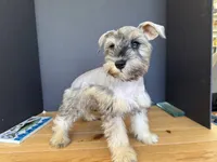 AKCM2-2, a female Miniature Schnauzer for sale in Oxnard, CA – 3 of 6