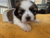AKCS3-2, a female Shih Tzu for sale in Oxnard, CA – 4 of 8
