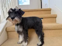 AKCM1-3, a male Miniature Schnauzer for sale in Oxnard, CA – 5 of 8