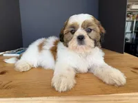 AKCS3-5, a male Shih Tzu for sale in Oxnard, CA – 6 of 8