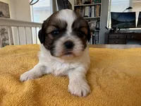 AKCS3-1, a female Shih Tzu for sale in Oxnard, CA – 1 of 8