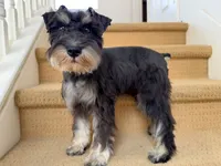 AKCM1-3, a male Miniature Schnauzer for sale in Oxnard, CA – 8 of 8