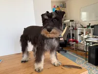 AKCM1-3, a male Miniature Schnauzer for sale in Oxnard, CA – 7 of 8