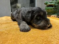 AKCM1-2, a male Miniature Schnauzer for sale in Oxnard, CA – 3 of 8