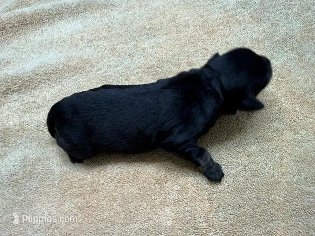 AKCM1-2 – Miniature Schnauzer puppy for sale in Oxnard, CA