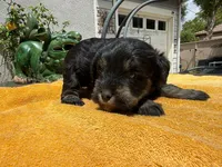AKCM1-2, a male Miniature Schnauzer for sale in Oxnard, CA – 6 of 8