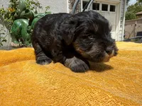 AKCM1-2, a male Miniature Schnauzer for sale in Oxnard, CA – 8 of 8