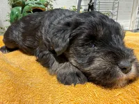 AKCM1-2, a male Miniature Schnauzer for sale in Oxnard, CA – 5 of 8