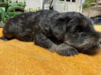 AKCM1-2, a male Miniature Schnauzer for sale in Oxnard, CA – 7 of 8