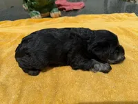 AKCM1-2, a male Miniature Schnauzer for sale in Oxnard, CA – 2 of 8