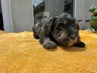 AKCM1-2, a male Miniature Schnauzer for sale in Oxnard, CA – 4 of 8