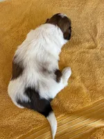 AKCS3-1, a female Shih Tzu for sale in Oxnard, CA – 8 of 8