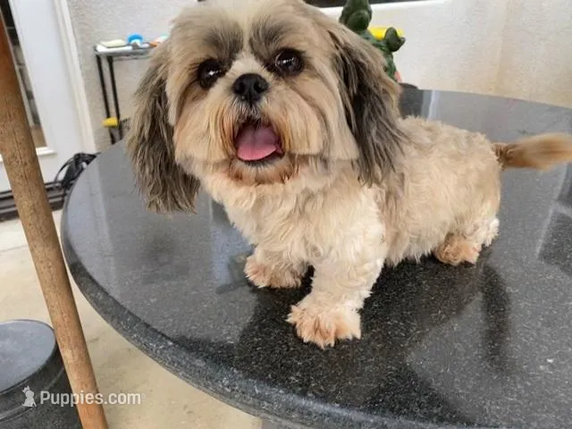 Ruby, a female Shih Tzu for sale in Oxnard, CA – Photo 1 of 2