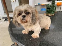 Ruby, a female Shih Tzu for sale in Oxnard, CA – Photo 2 of 2