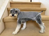 AKCM2-5, a male Miniature Schnauzer for sale in Oxnard, CA – 1 of 8