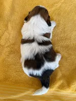 AKC3-4, a male Shih Tzu for sale in Oxnard, CA – 6 of 8