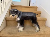 AKCM1-1, a female Miniature Schnauzer for sale in Oxnard, CA – 5 of 8