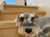 AKCM2-1, a female Miniature Schnauzer for sale in Oxnard, CA – 5 of 8
